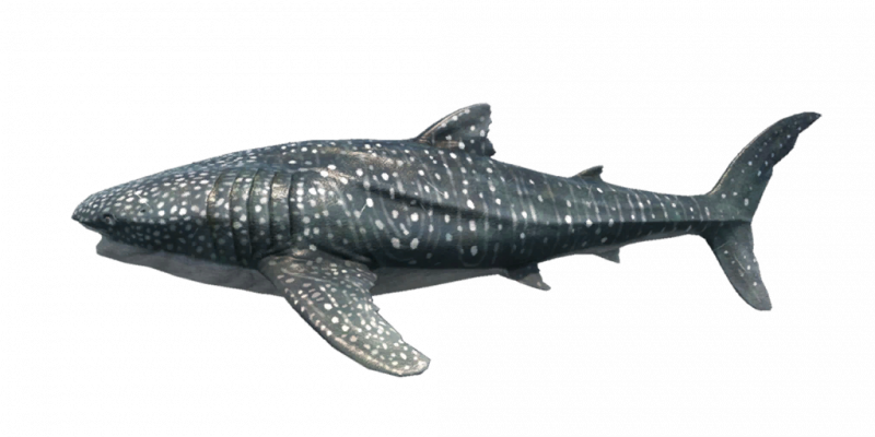 文件:Fish WhaleShark.png