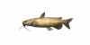 Fish ChannelCatfish.png