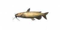Fish ChannelCatfish.png