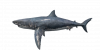 Fish GreatWhiteShark.png
