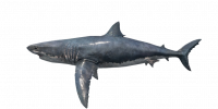 Fish GreatWhiteShark.png