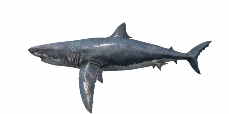 文件:Fish GreatWhiteShark.png