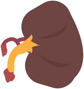 Kidney.png