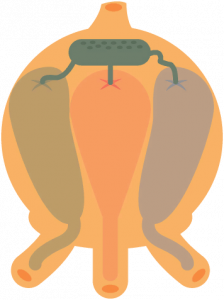 Shav'Wa Bladder.png