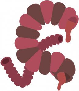 Intestines.png