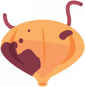 Bladder.png