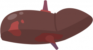 Liver.png