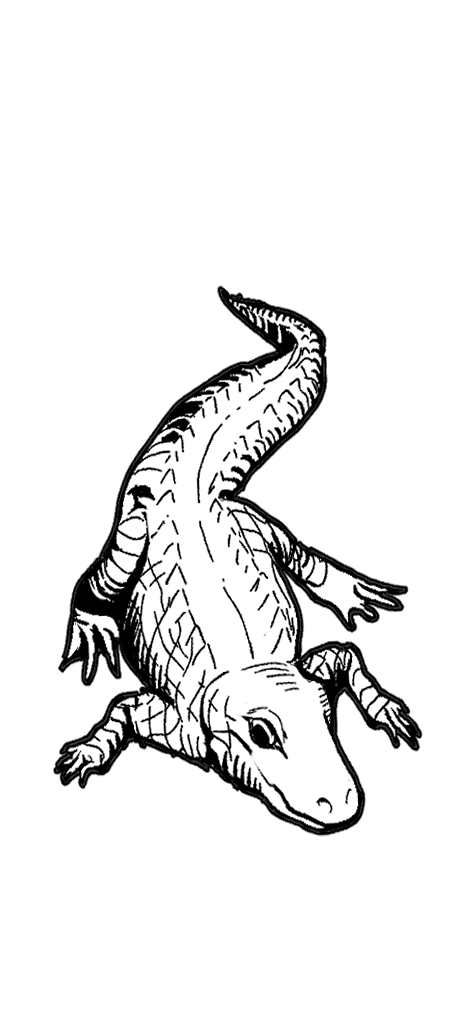 小鳄鱼-无背景.png