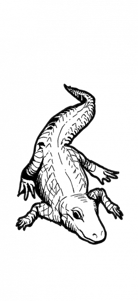 文件:小鳄鱼-无背景.png