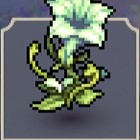 夏鈴草.jpg