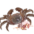 绒螯蟹.png