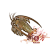 波纹龙虾.png