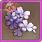 紫藤花.png