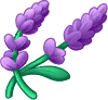薰衣草.png