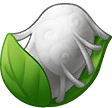 丝绸树.png