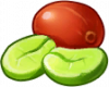 咖啡树.png
