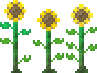 Sunflower (placed).png