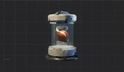 郁金香种子.png