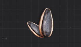 光泽的葵花籽.png