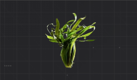 结实的大叶藻根茎.png