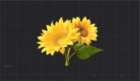 灿烂的向日葵花.png