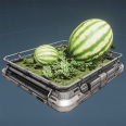 纪念 巨株西瓜标本.png