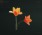 郁金香花.png