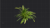 纤细的大叶藻根茎.png