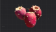 鲜艳的仙人掌果.png