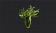 结实的大叶藻根茎.png