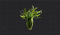 结实的大叶藻根茎.png