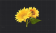 灿烂的向日葵花.png