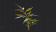 灰褐色箬竹鞭.png