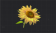 明媚的向日葵花.png
