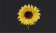明亮的向日葵花.png