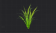 坚韧的大叶藻根茎.png