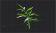 青翠色箬竹鞭.png
