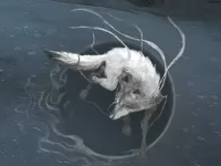 白狐变身.png