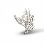 树珍珠