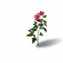 漱玉花