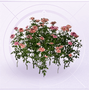 家具花丛·粉.png
