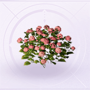 家具花丛·绯.png