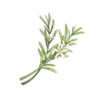 道具草之鲜.png