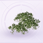家具灌木·花.png