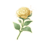 道具盛开的金蔷薇花.png