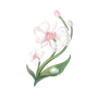 道具雨滴蝶兰.png