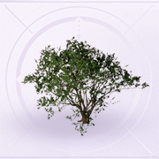 家具灌木·高.png