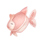 道具头巾鱼.png