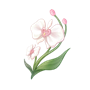 道具晴日蝶兰.png