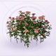 家具花丛·粉.png